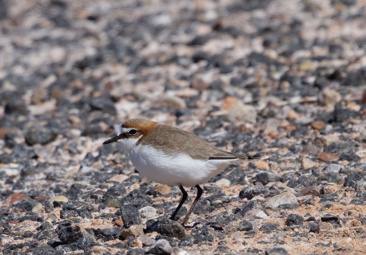 Red-capped Plover - ML612236790