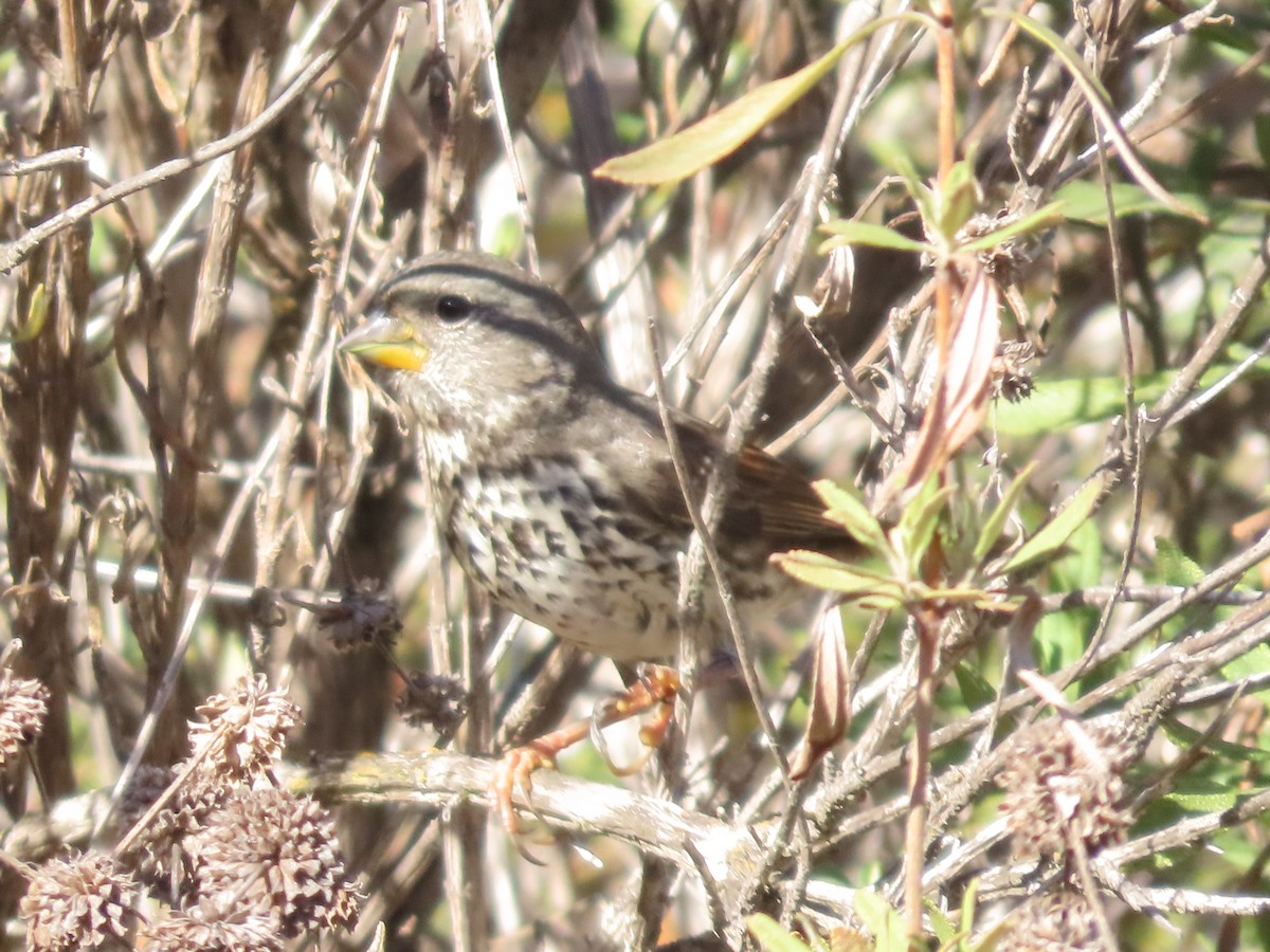 Fox Sparrow - ML612236865