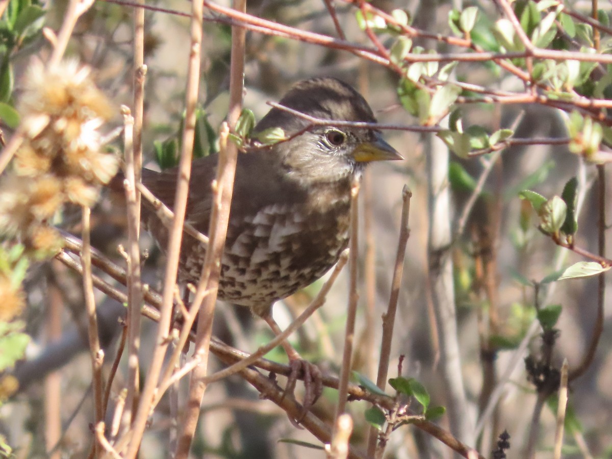 Fox Sparrow - Steven Lima