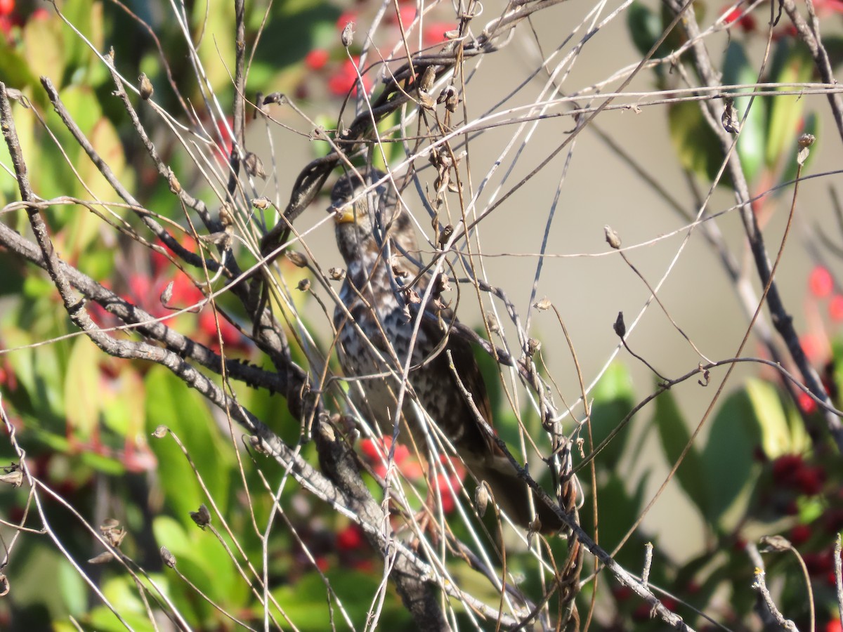 Fox Sparrow - Steven Lima