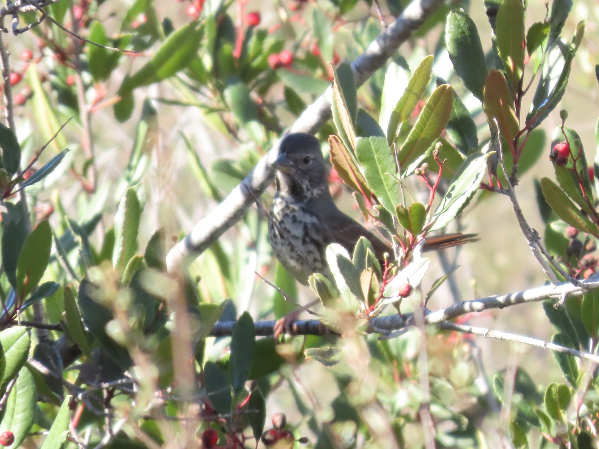 Fox Sparrow - ML612236874