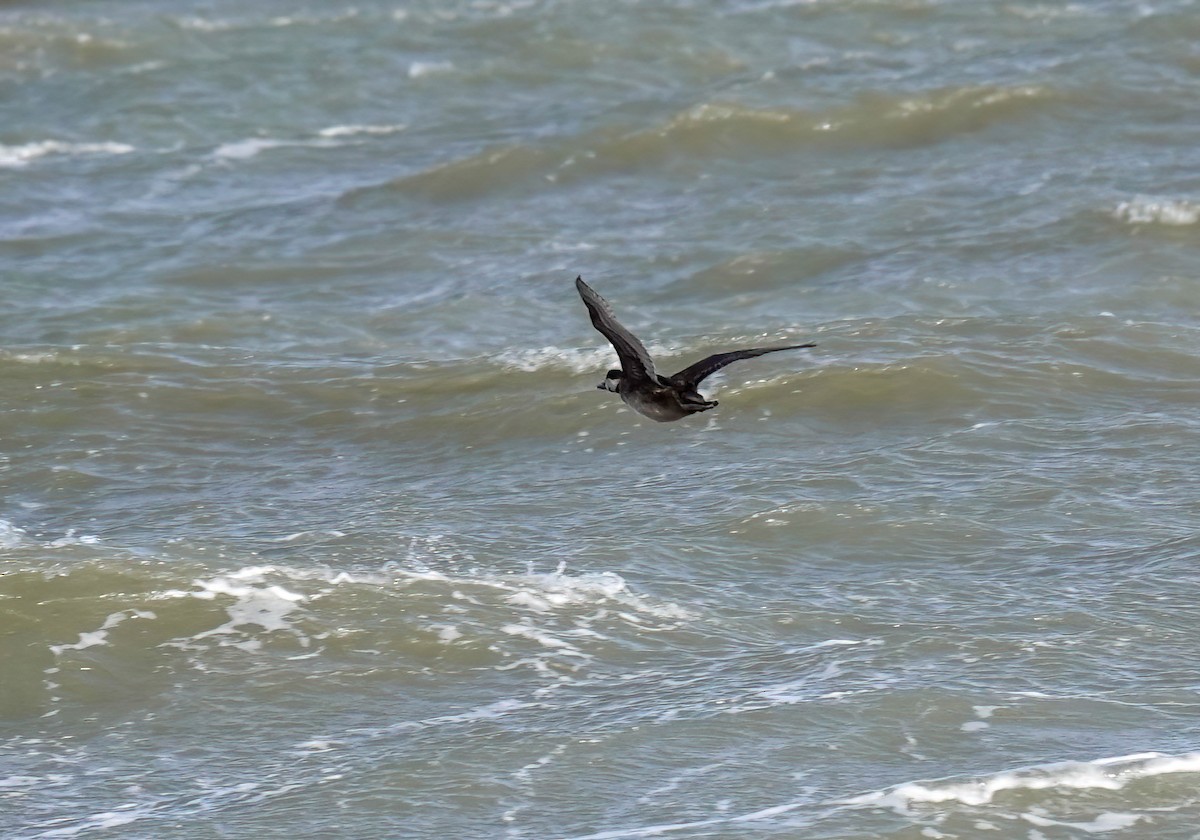 Black Scoter - ML612236982