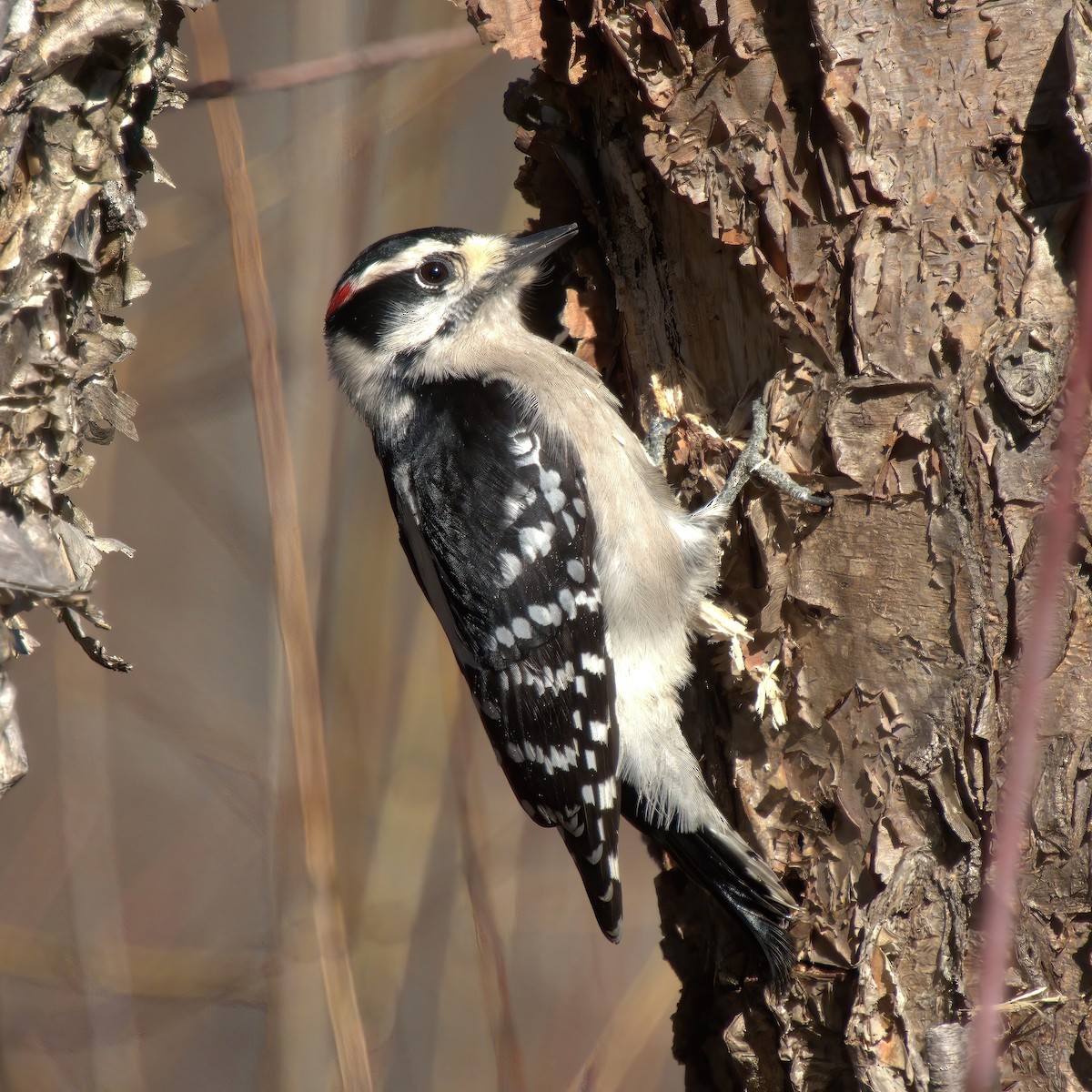 Downy Woodpecker - ML612236996