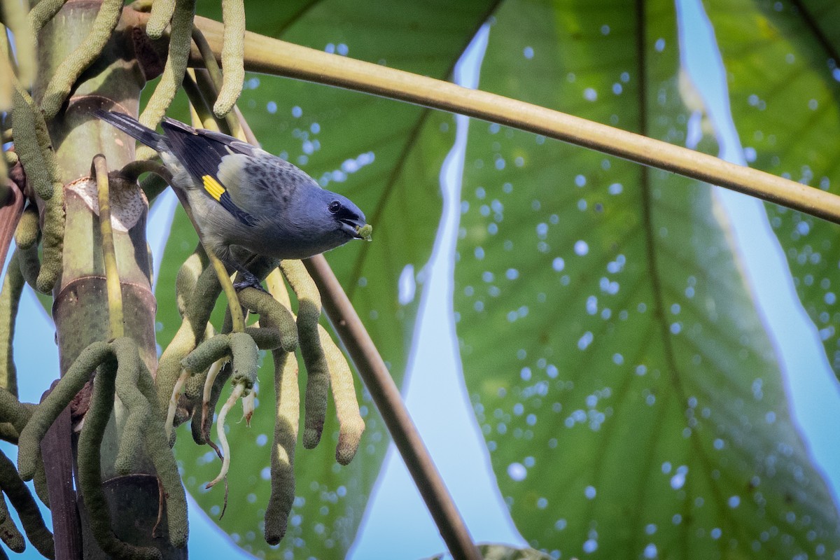 Yellow-winged Tanager - ML612237064