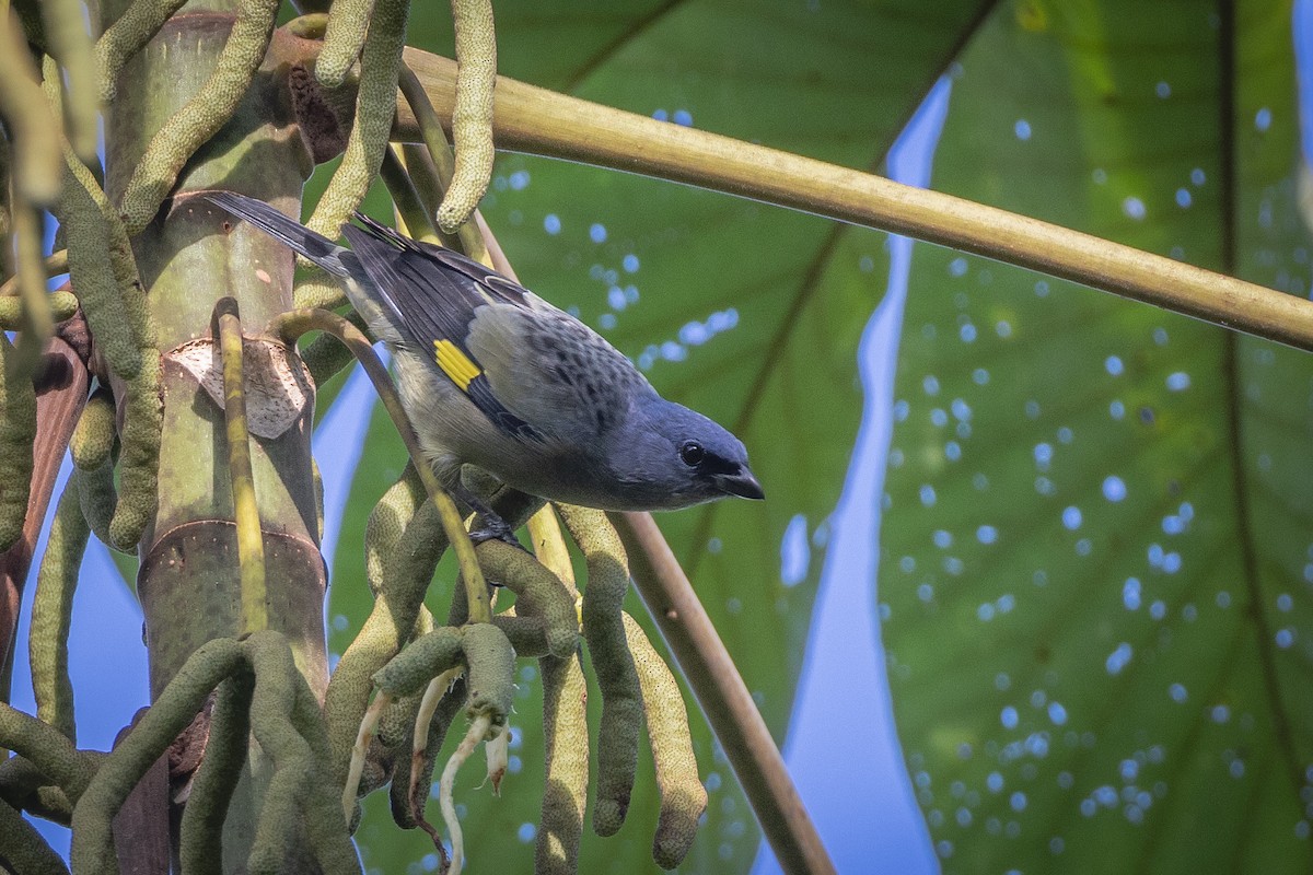 Yellow-winged Tanager - ML612237065