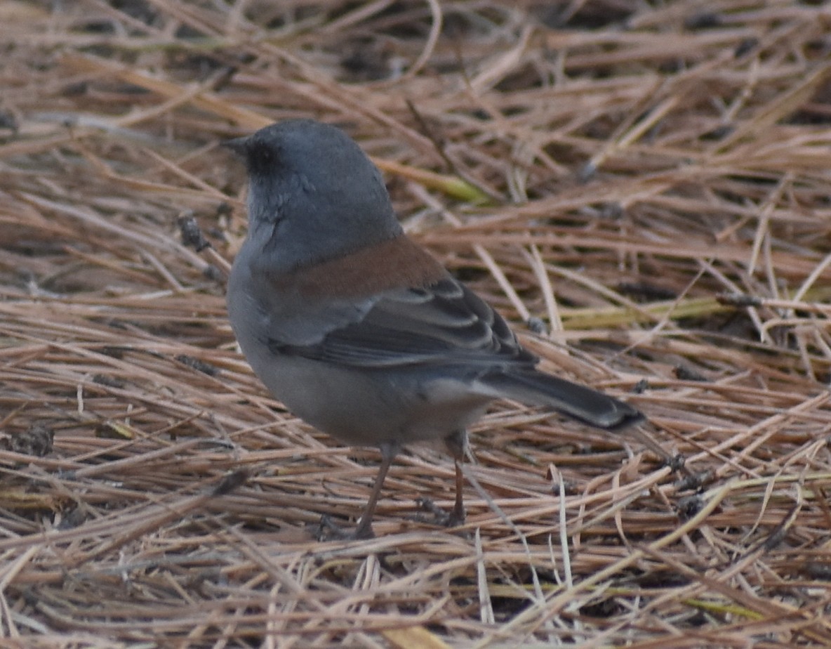 Dark-eyed Junco (Red-backed) - M. Rogers