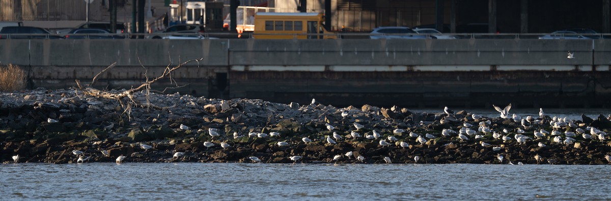 Great Black-backed Gull - Scott Murphy