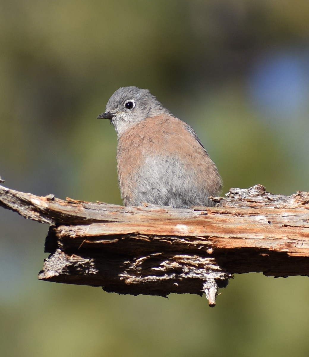 Western Bluebird - M. Rogers