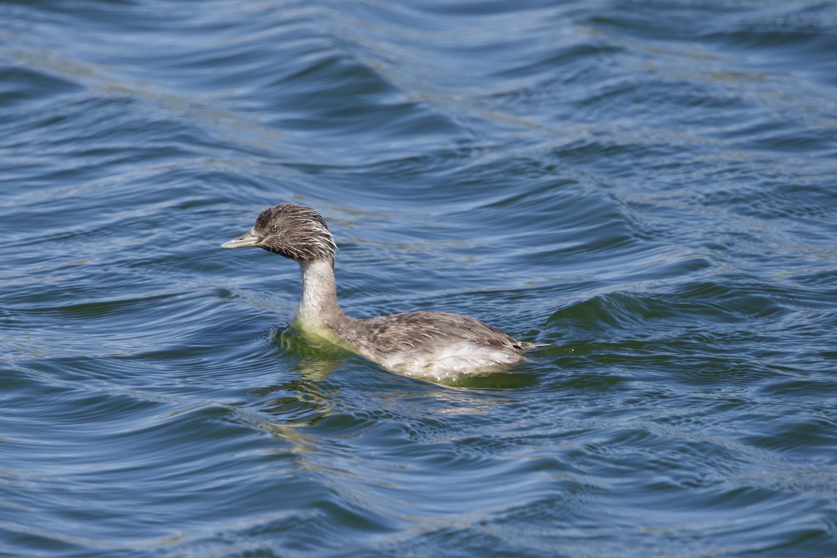 Hoary-headed Grebe - ML612237109