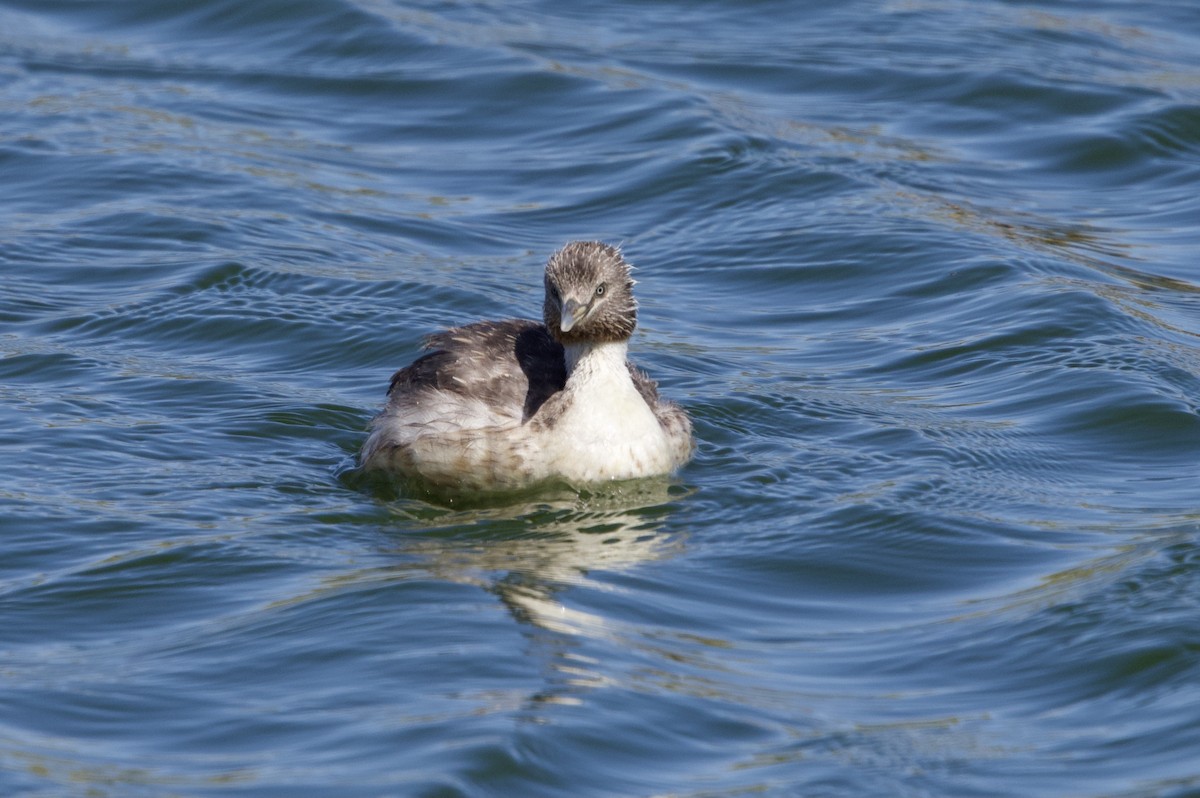 Hoary-headed Grebe - ML612237112