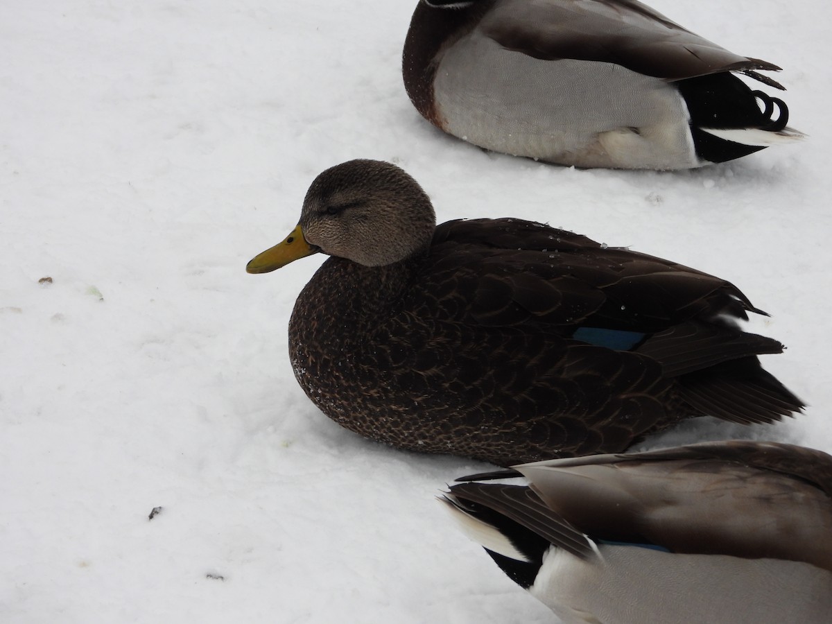 American Black Duck - ML612237185