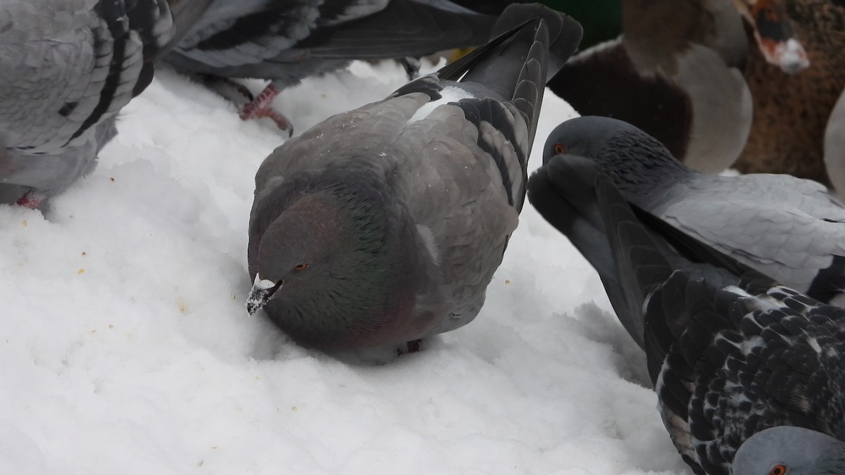 Rock Pigeon (Feral Pigeon) - ML612237198