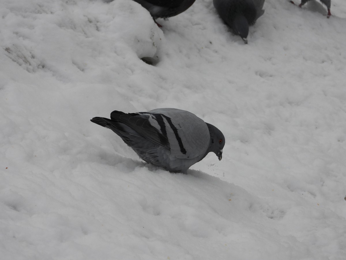 Rock Pigeon (Feral Pigeon) - ML612237201