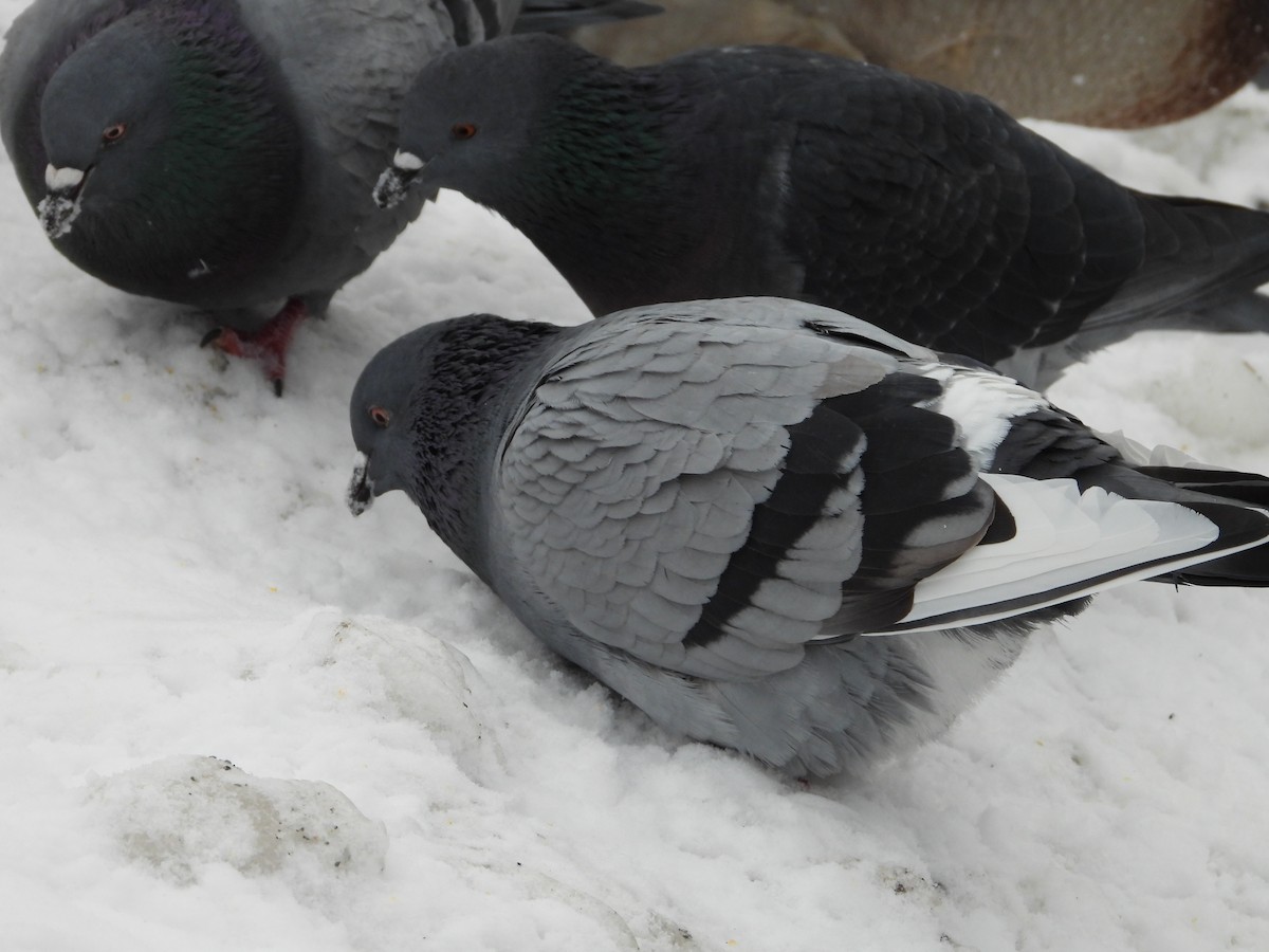 Rock Pigeon (Feral Pigeon) - ML612237204