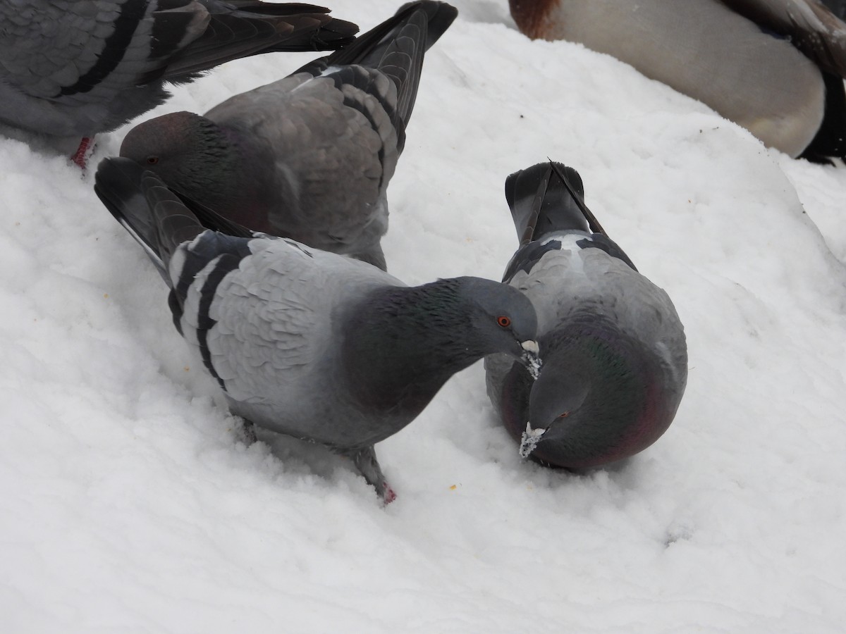 Rock Pigeon (Feral Pigeon) - ML612237206