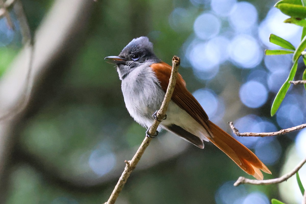 African Paradise-Flycatcher - ML612237448