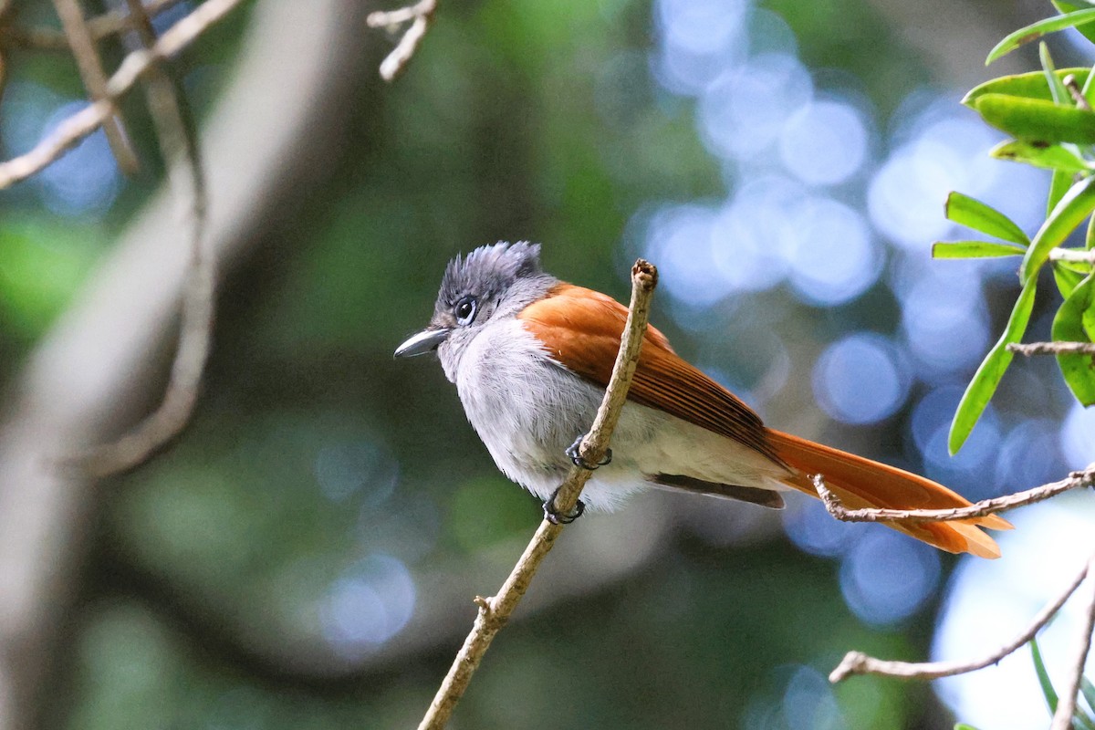 African Paradise-Flycatcher - ML612237450