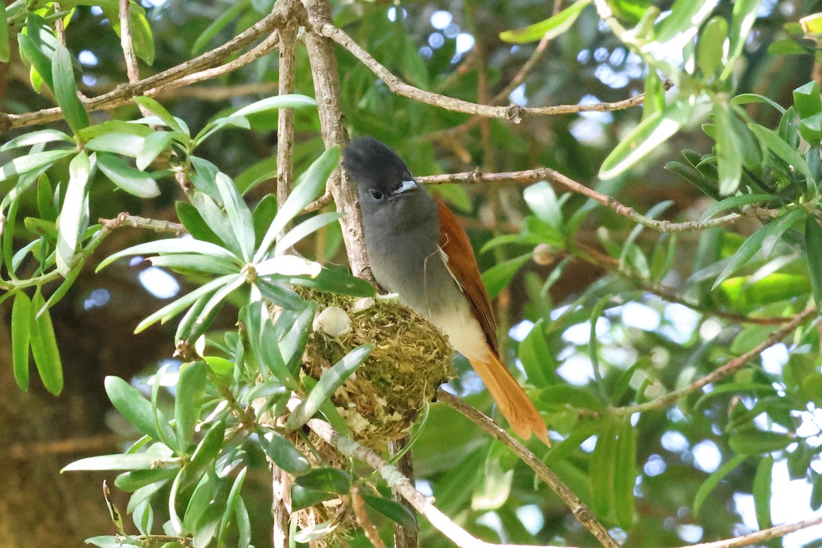 African Paradise-Flycatcher - ML612237464