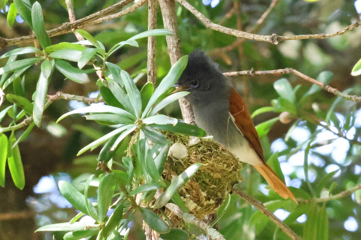 African Paradise-Flycatcher - ML612237467