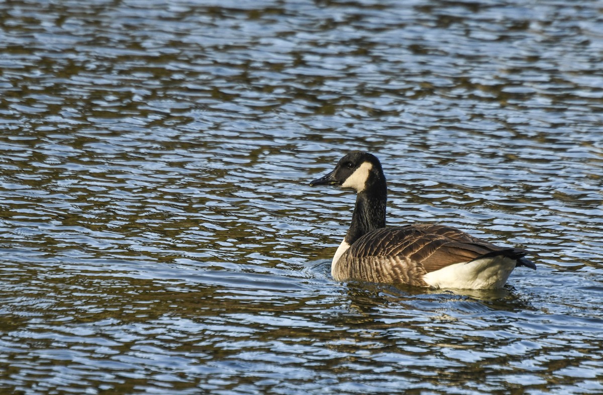 Canada Goose - Tom and Janet Kuehl