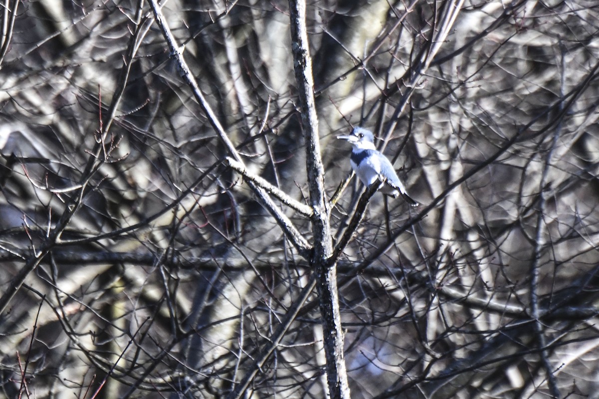 Belted Kingfisher - Tom and Janet Kuehl