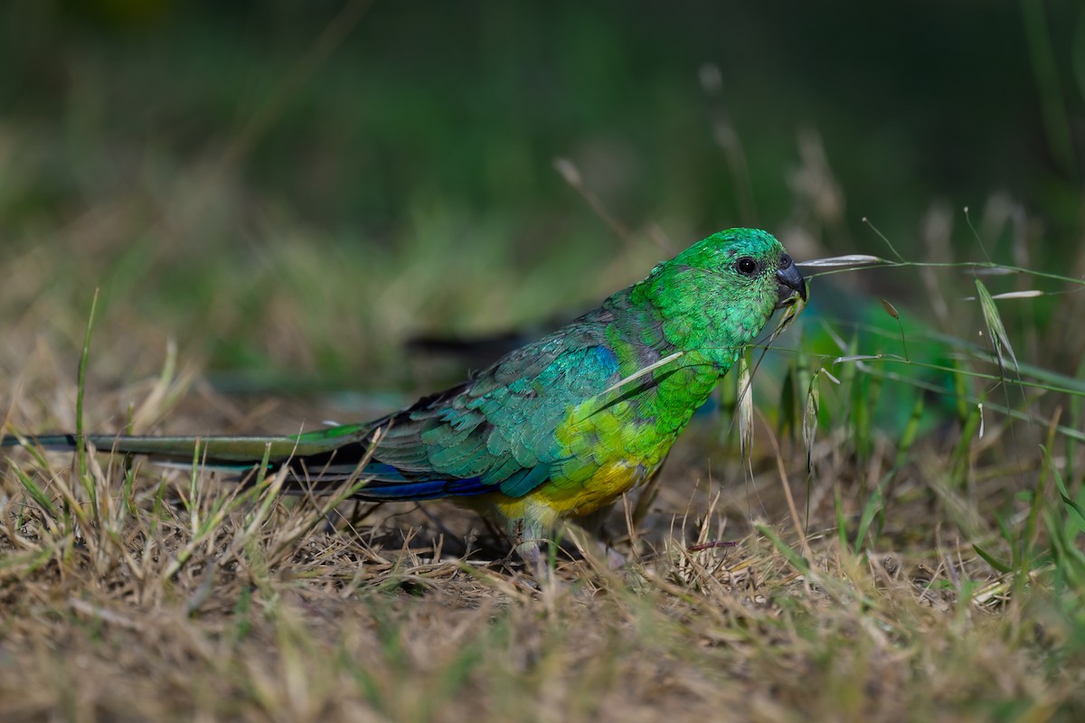 Red-rumped Parrot - ML612237524