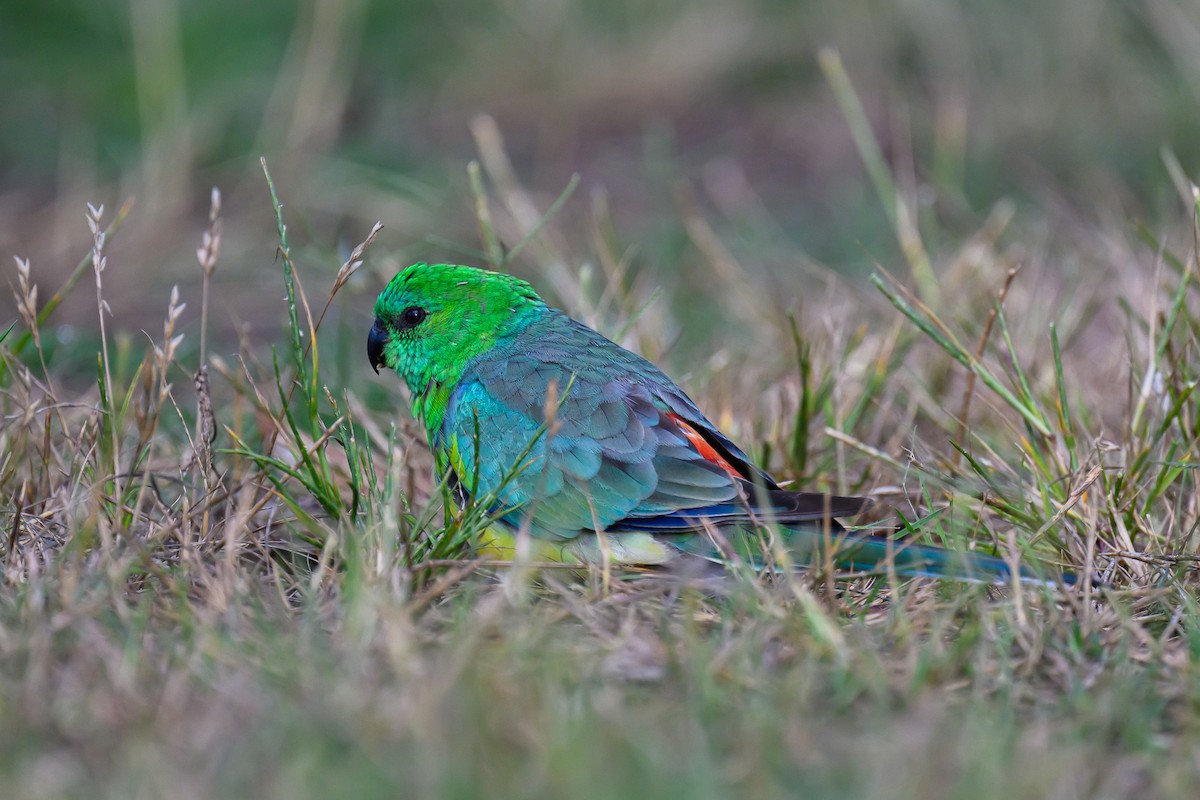Red-rumped Parrot - ML612237526