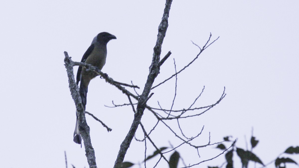 Sumatran Treepie - ML612237533