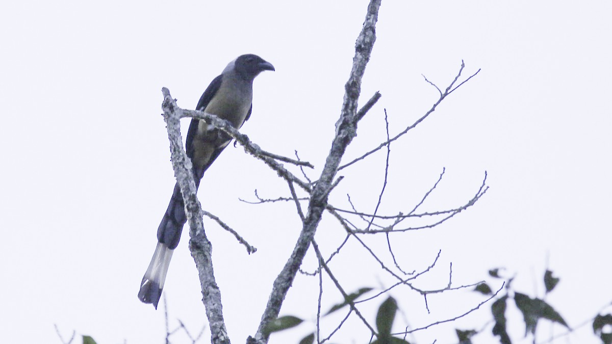 Sumatran Treepie - Robert Tizard