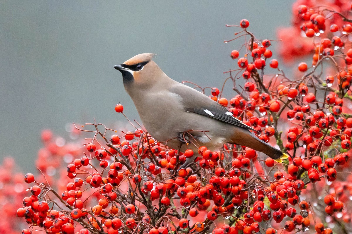 Bohemian Waxwing - ML612237539