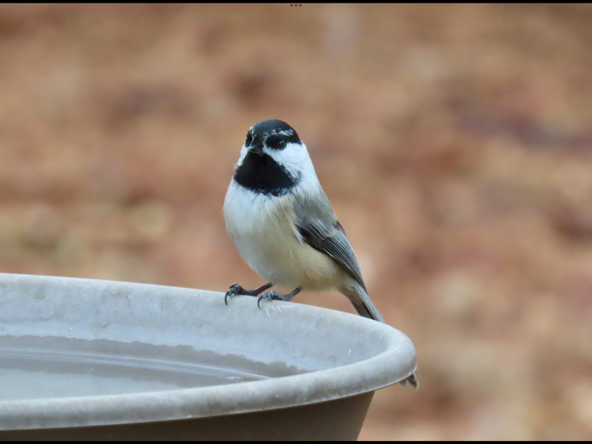Black-capped/Mountain Chickadee - ML612237626