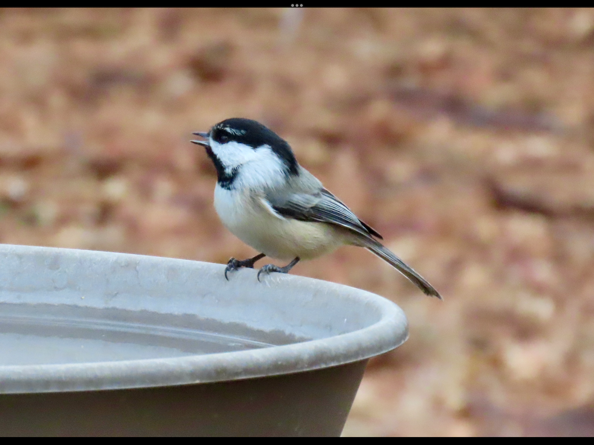 Black-capped/Mountain Chickadee - ML612237627