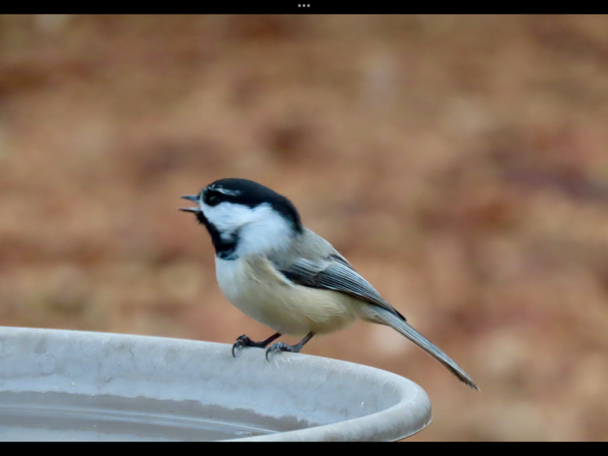 Black-capped/Mountain Chickadee - ML612237628