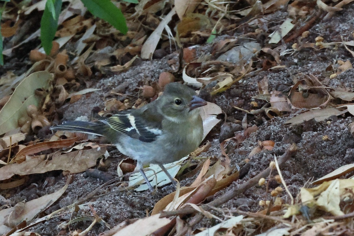 Common Chaffinch - ML612237629