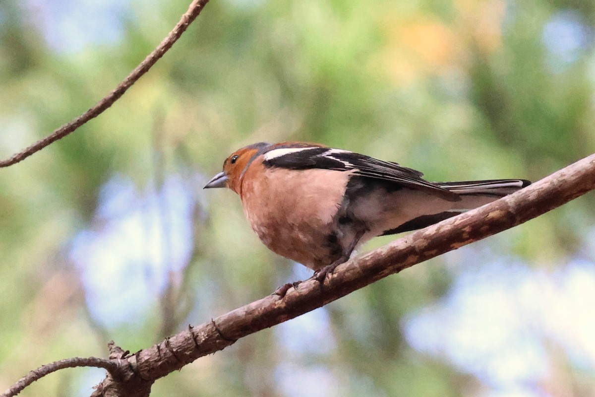 Common Chaffinch - ML612237644