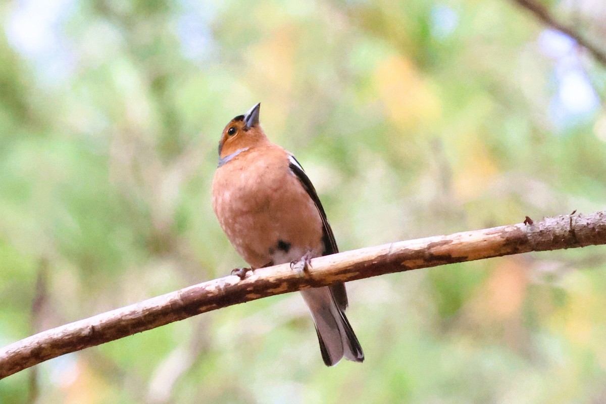 Common Chaffinch - ML612237650