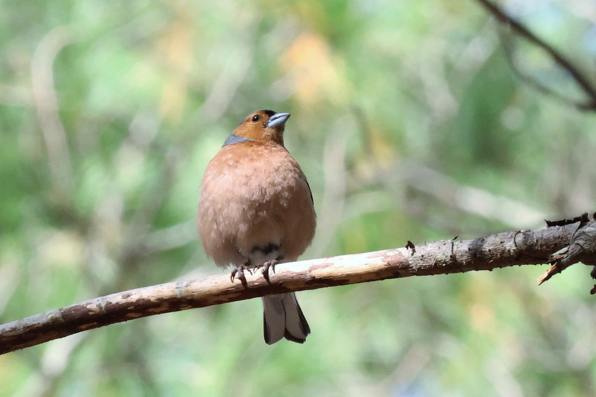 Common Chaffinch - Audrey Whitlock