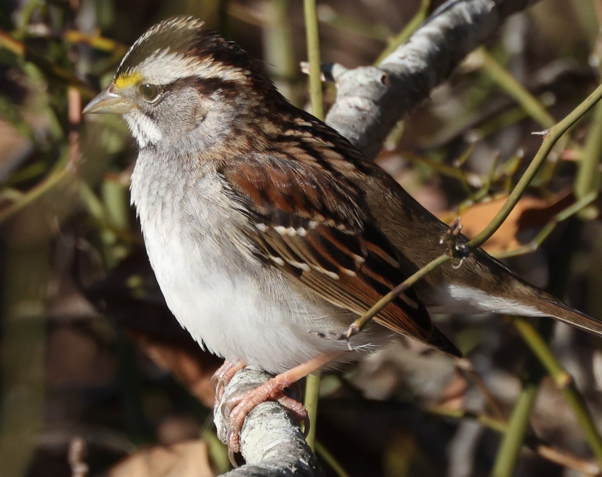 White-throated Sparrow - ML612237658