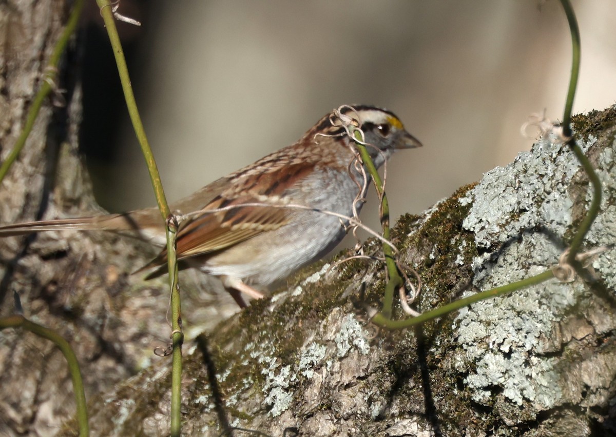 White-throated Sparrow - ML612237659