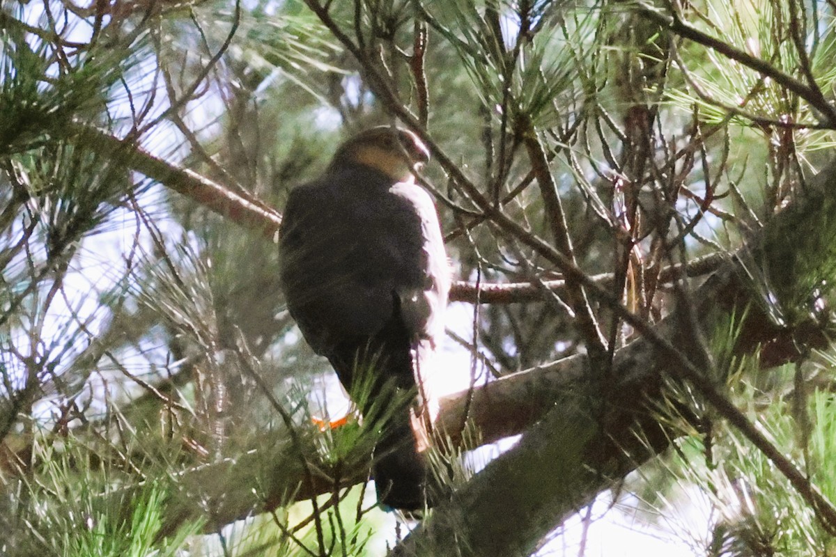 Rufous-breasted Sparrowhawk (Rufous-breasted) - Audrey Whitlock