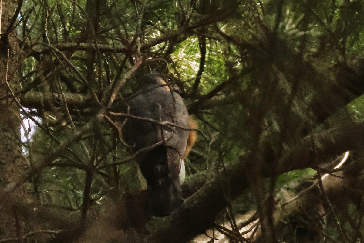 Rufous-breasted Sparrowhawk (Rufous-breasted) - ML612237672