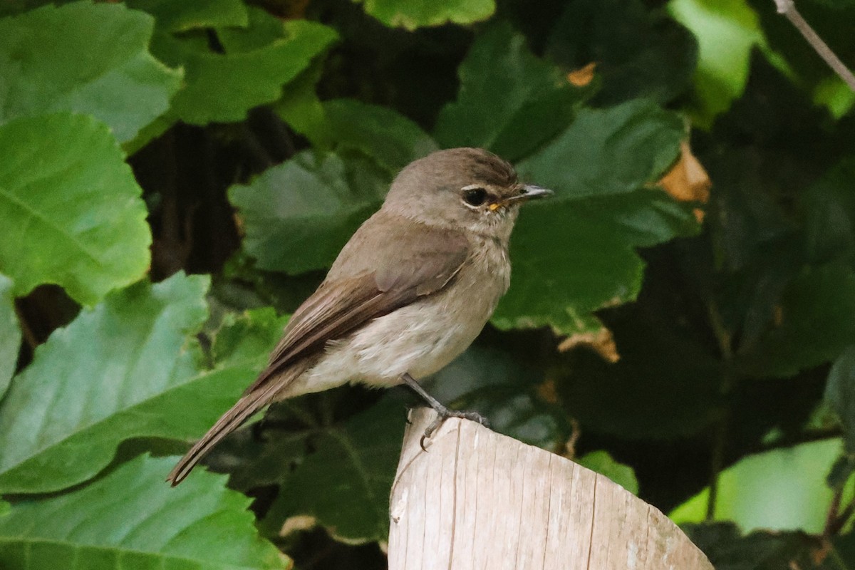 African Dusky Flycatcher - ML612237686