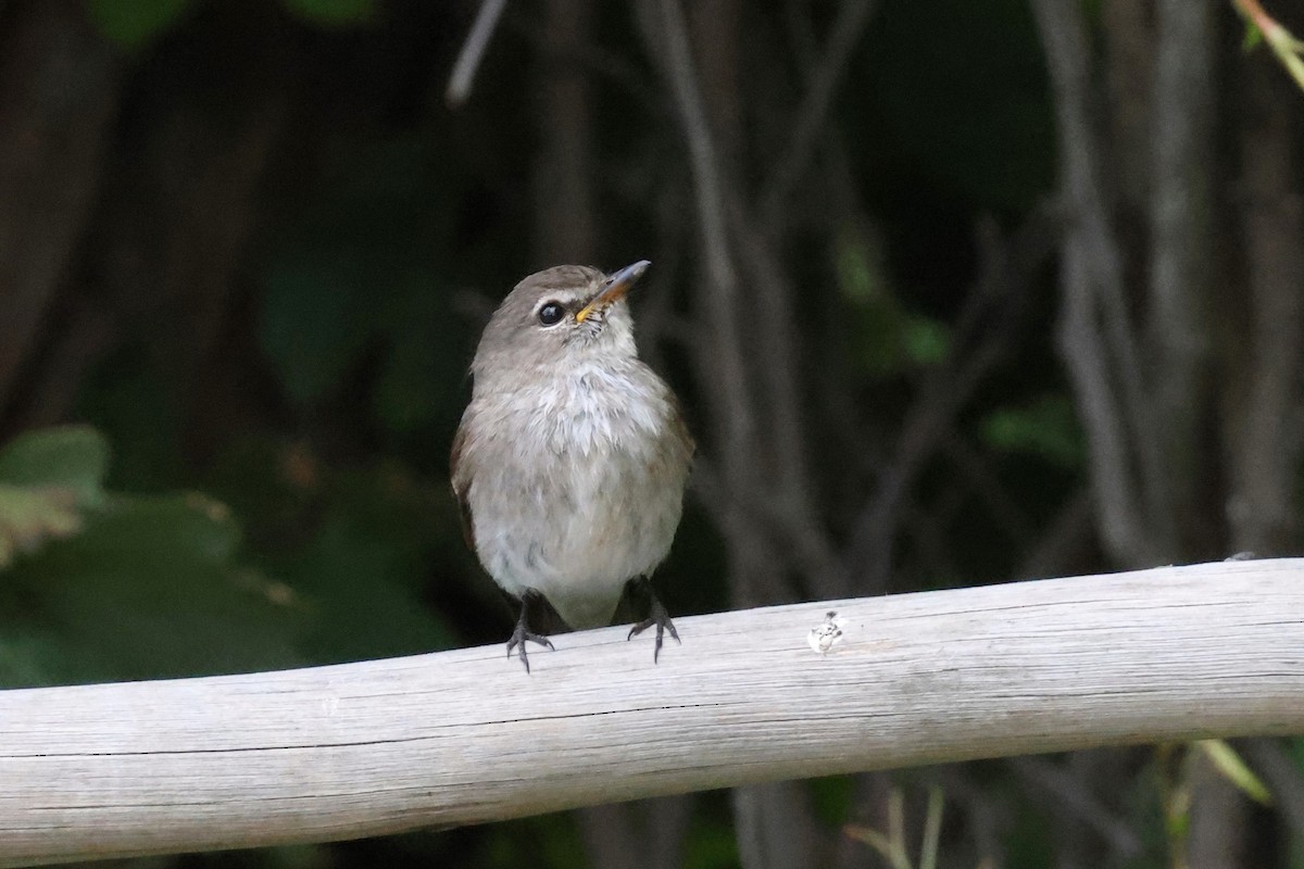 African Dusky Flycatcher - ML612237690