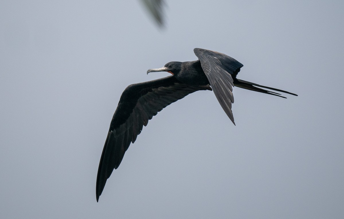 Great Frigatebird - ML612237697