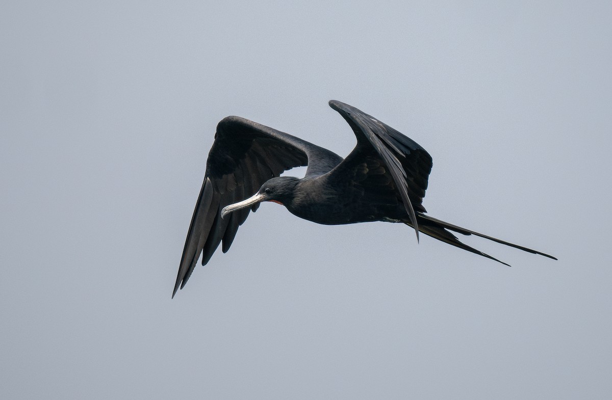 Great Frigatebird - Forest Botial-Jarvis