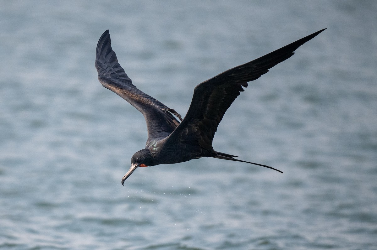 Great Frigatebird - Forest Botial-Jarvis