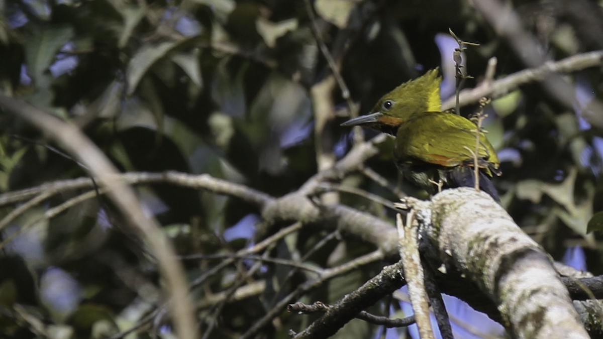 Greater Yellownape - ML612237745