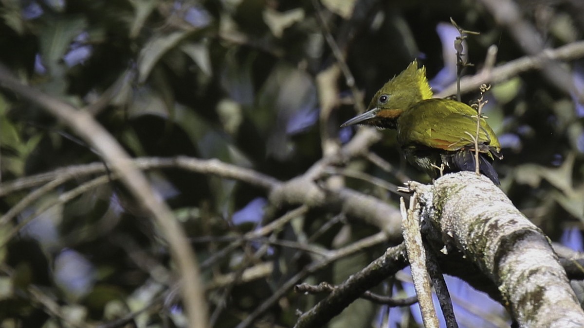 Greater Yellownape - ML612237747