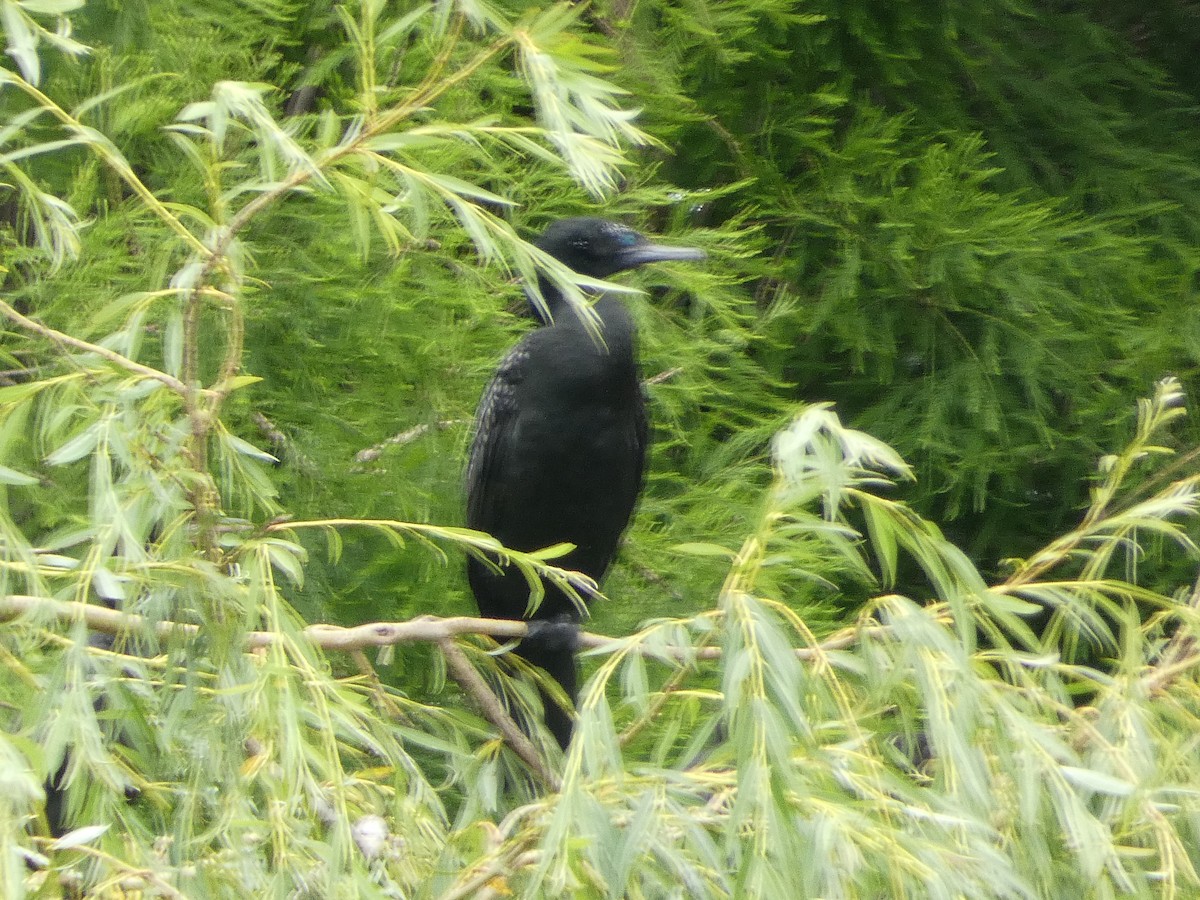 Little Black Cormorant - Al Guarente