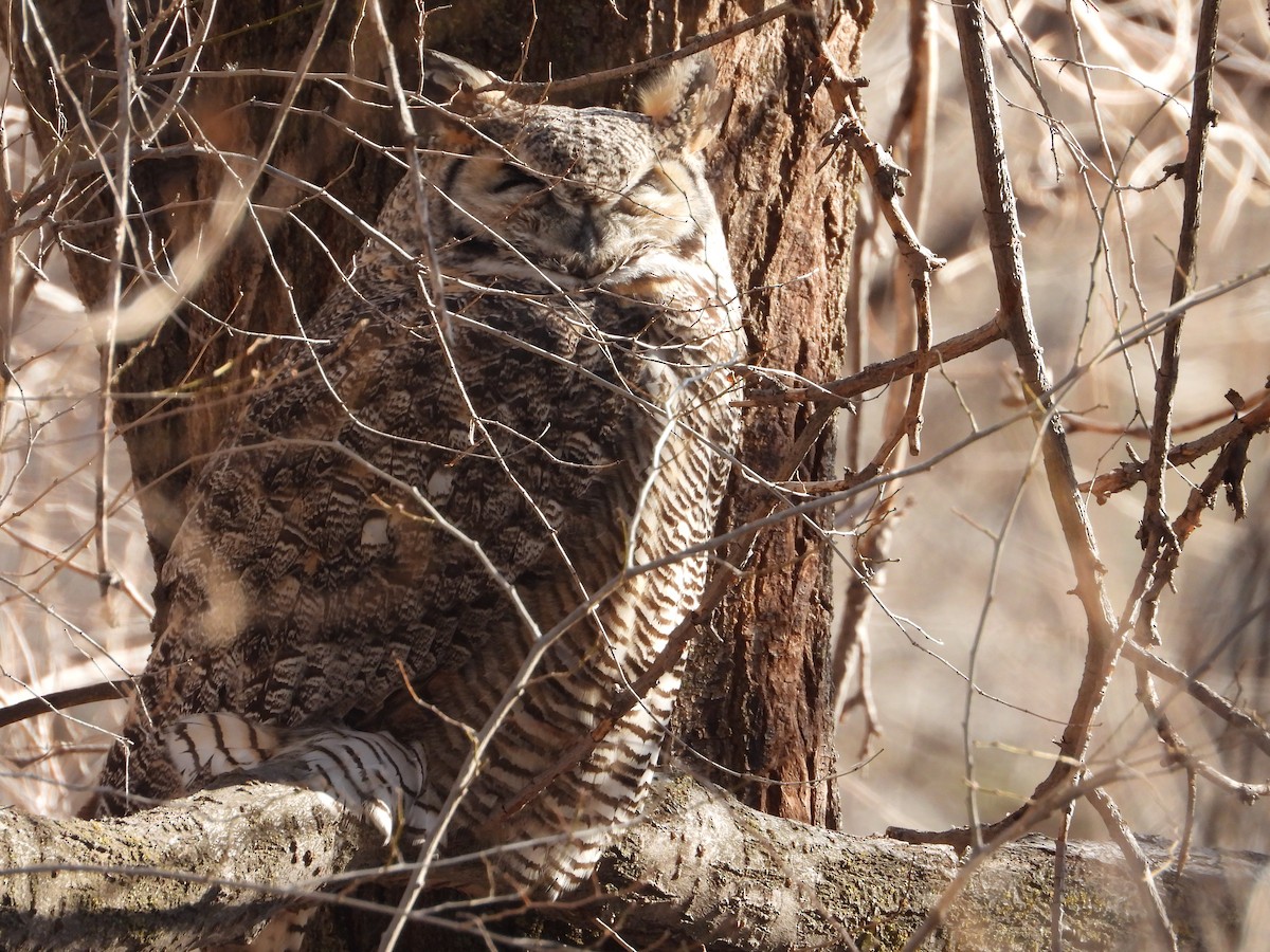 Great Horned Owl - ML612237787